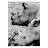 تابلو شاسی ونسونی طرح Rhinoceros Ending Up سایز 50x70 سانتی متر Wensoni Rhinoceros Ending Up Chassis Size 50 x 70 Cm