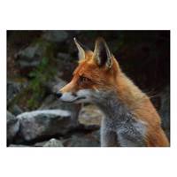 تابلو شاسی ونسونی طرح Cunning Fox سایز 50 × 70 سانتی متر Wensoni Cunning Fox Chassis Size 50 x 70 Cm