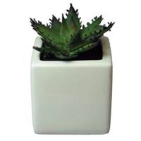 کاکتوس تزیینی آزا ساکولنت کد 9 Asa Decorative Sakkulente Cactus 9