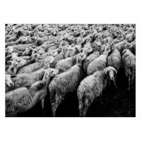 تابلو شاسی ونسونی طرح Sheeps Flocks سایز 50x70 سانتی متر Wensoni Sheeps Flocks Chassis Size 50 x 70 Cm