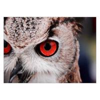 تابلو شاسی ونسونی طرح Red Eye Owl سایز 50x70 سانتی متر Wensoni Red Eye Owl Chassis Size 50 x 70 Cm