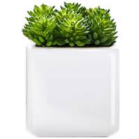 کاکتوس تزیینی آزا ساکولنت کد 15 Asa Decorative Sakkulente Cactus 15