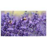 تابلو شاسی نقطه طرح Flower Noghte Flower Chassis