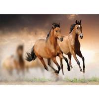 تابلو شاسی آکو طرح Horse سایز 20x28 سانتی متر Ako Horse Chassis Size 20 x 28