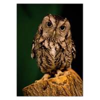 تابلو شاسی ونسونی طرح Baby Owl سایز 50 × 70 سانتی متر Wensoni Baby Owl Chassis Size 50 x 70 Cm