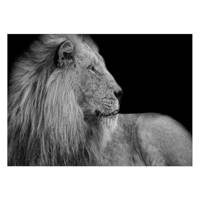 تابلو شاسی ونسونی طرح Lion The King سایز 50x70 سانتی متر Wensoni Lion The King Chassis Size 50 x 70 Cm