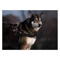 تابلو شاسی ونسونی طرح Siberian Husky سایز 30x40 سانتی متر Wensoni Siberian Husky Chassis 40 x 30