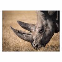 تابلو شاسی ونسونی طرح Rhinoceros Eating سایز 50x70 سانتی متر Wensoni Rhinoceros Eating Chassis Size 50 x 70 Cm