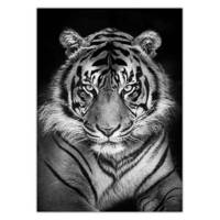 تابلو شاسی ونسونی طرح Black Tiger سایز 50 × 70 سانتی متر Wensoni Black Tiger Chassis Size 50 x 70 Cm