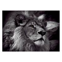 تابلو شاسی ونسونی طرح Contemplative Lion سایز 50 × 70 سانتی متر Wensoni Contemplative Lion Chassis Size 50 x 70 Cm