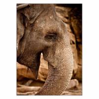 تابلو شاسی ونسونی طرح Elephant Lauphing سایز 50x70 سانتی متر Wensoni Elephant Lauphing Chassis Size 50 x 70 Cm