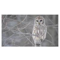 تابلو شاسی نقره ترمه مدل A24