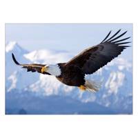 تابلو شاسی ونسونی طرح Flying Eagle سایز 50x70 سانتی متر Wensoni Flying Eagle Chassis Size 50 x 70 Cm