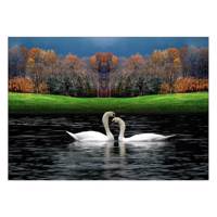 تابلو شاسی ونسونی طرح In Love Swans سایز 30 × 40 سانتی متر Wensoni In Love Swans Chassis 40 x 30