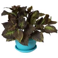 گلدان گل برتاریو مدل Purple Coleus Bertario Purple Coleus Flower Vase