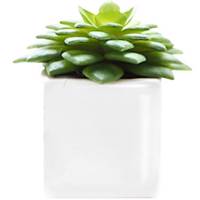 کاکتوس کوچک تزیینی آزا ساکولنت کد 14 Asa Decorative Mini Sakkulente Cactus 14