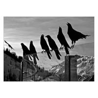 تابلو شاسی ونسونی طرح Crows On Wire سایز 50 × 70 سانتی متر Wensoni Crows On Wire Chassis Size 50 x 70 Cm