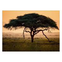 تابلو شاسی ونسونی طرح Alone Tree سایز 50 × 70 سانتی متر Wensoni Alone Tree Chassis Size 50 x 70 Cm
