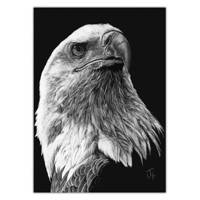تابلو شاسی ونسونی طرح Scratchboard Art Eagle سایز 30 × 40 Wensoni Scratchboard Art Eagle Chassis Size 40 x 30