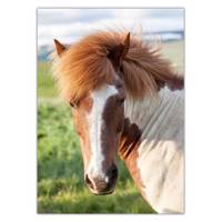 تابلو شاسی ونسونی طرح Blond Horse سایز 50 × 70 سانتی متر Wensoni Blond Horse Chassis Size 50 x 70 Cm