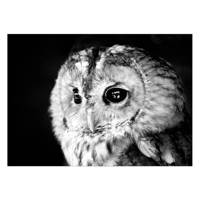 تابلو شاسی ونسونی طرح Sage Owl سایز 50x70 سانتی متر Wensoni Sage Owl Chassis Size 50 x 70 Cm
