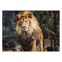تابلو شاسی ونسونی طرح Depressed Lion سایز 50 × 70 سانتی متر Wensoni Depressed Lion Chassis Size 50 x 70 Cm