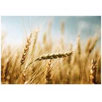 تابلو شاسی نوآوران کد SH8 Noavaran SH8 Tableau