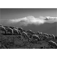 تابلو شاسی آرت پرینت کد 50701 سایز 50×70 سانتی متر Art print 50701 Original Photo Size 50.70 Cm